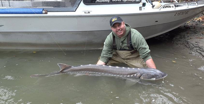 Fraser River Sturgeon Conservation Society volunteer John Rissling with a white sturgeon.