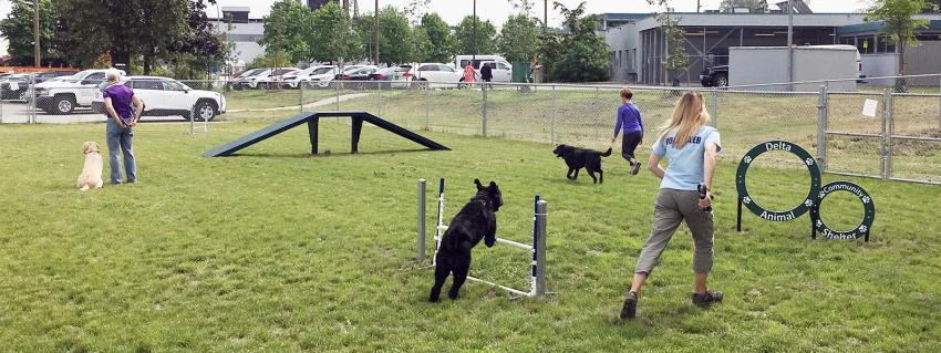 Volunteers at the Delta Animal Shelter run dogs through an agility course
