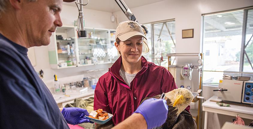 Woman in the OWL rescue centre holds a bald eagle while a man attempts to feed it