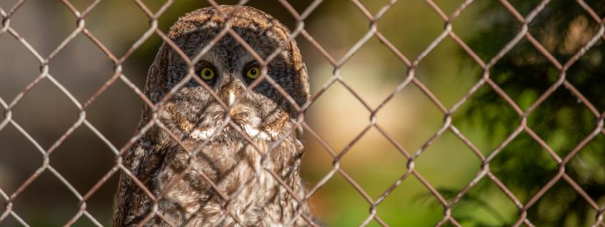 Owl stares through a chain-link fence