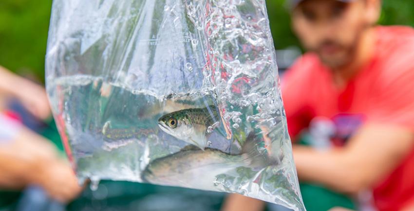 Plastic bag with water and small salmon to be released at the Great Salmon Send-off