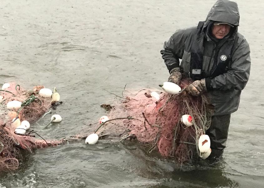 Volunteer Frank Kozel works to remove a large abandoned gill net from the Fraser River.