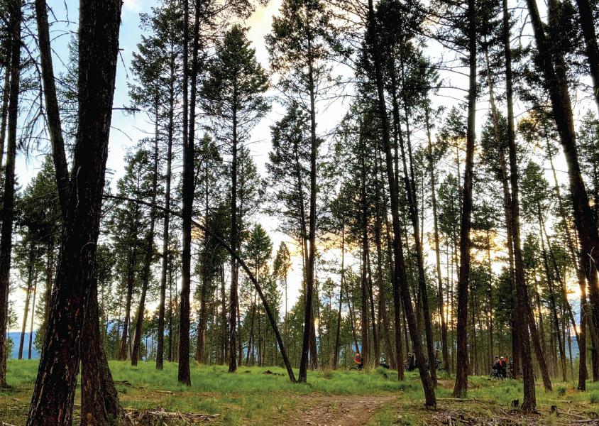 Trees in a forest