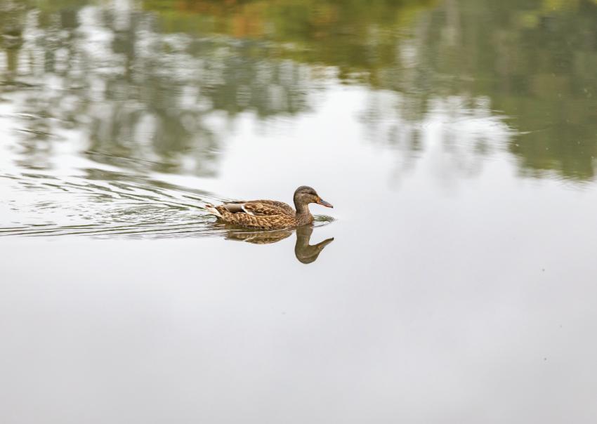 A female mallard swims in Still Creek.