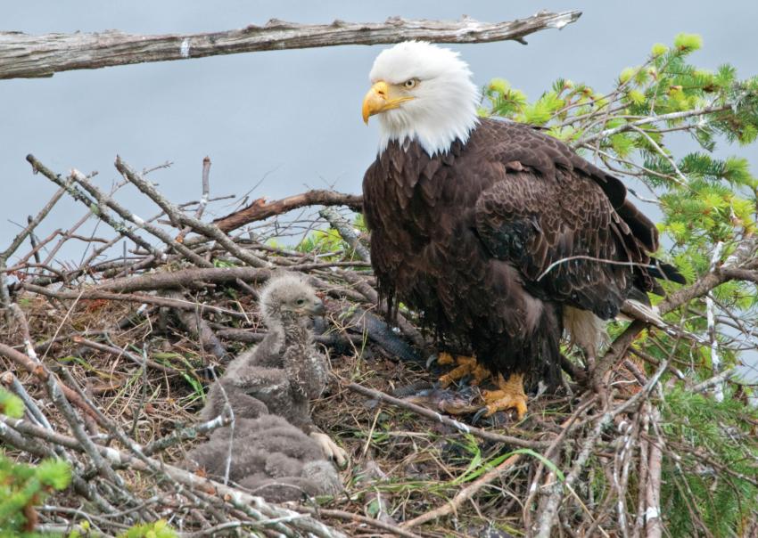 Eagle in its nest with two babies