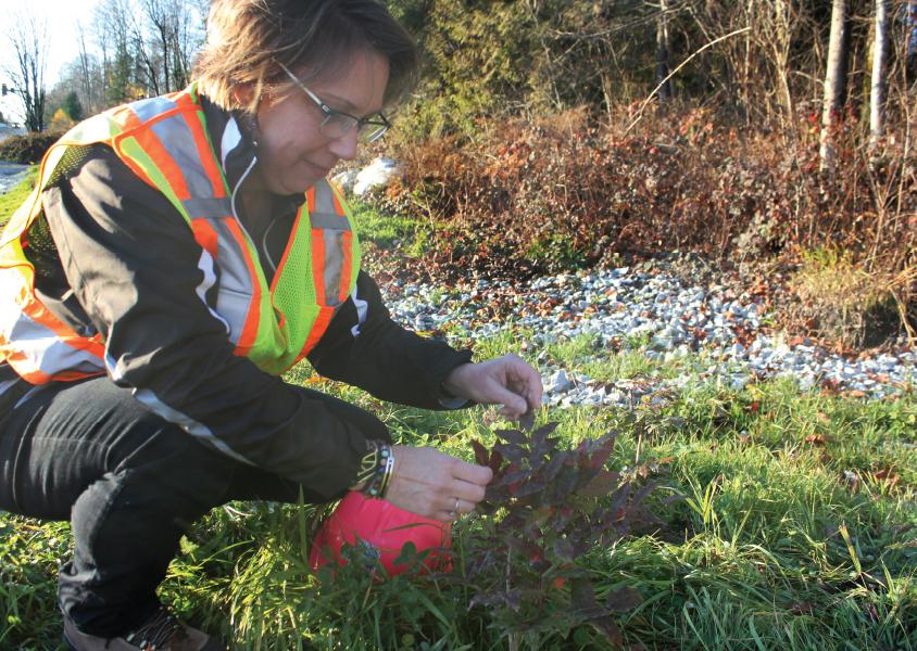 Dr. Elizabeth Elle, a professor in SFU’s department of biological sciences, visits the newly planted pollinator garden at the foot of Burnaby Mountain.