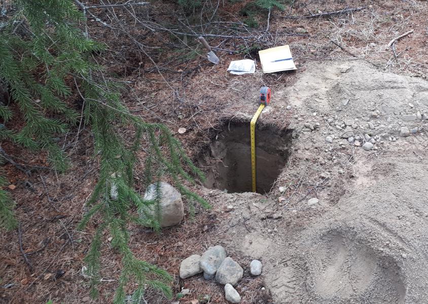 An archaeological assessment beside a tree