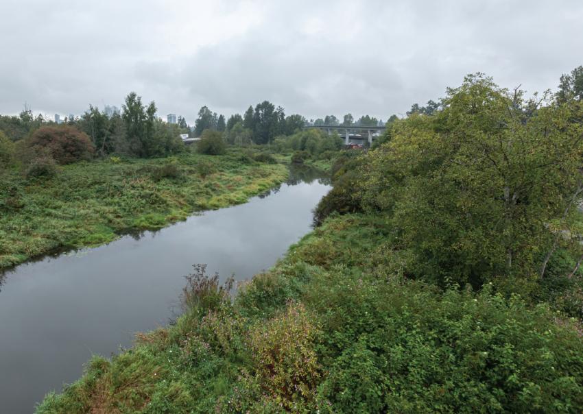 Riparian area in Burnaby near the Pattullo Gas Line Replacement
