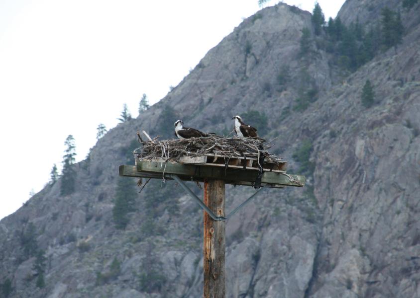 Two osprey sit in a nest on a pole, with a mountain in the background