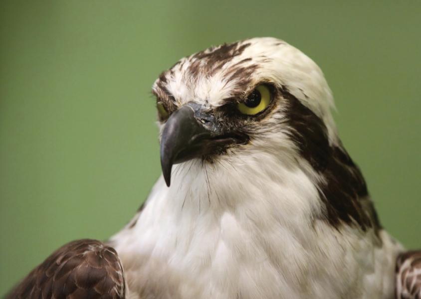 close up of an osprey