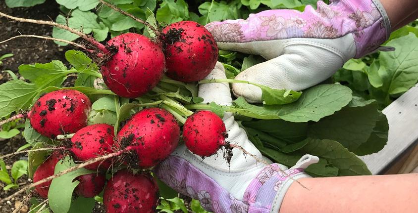 Close up of freshly picked radishes being held by hands wearing gardening gloves