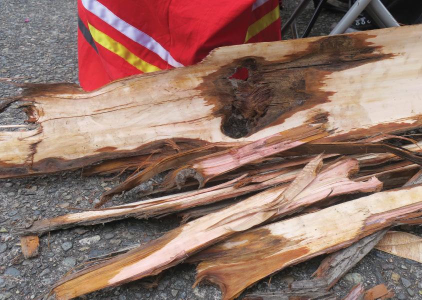 Cedar log donated by FortisBC being harvested