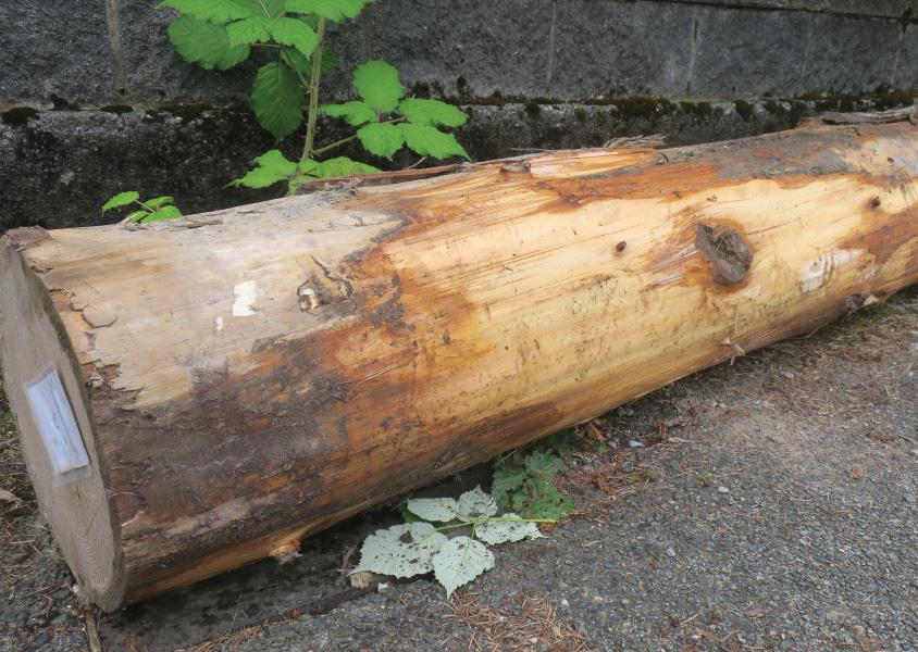 Cedar log donated by FortisBC