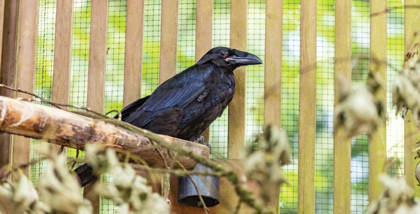 Crow sits on a branch inside the rescue centre's facility