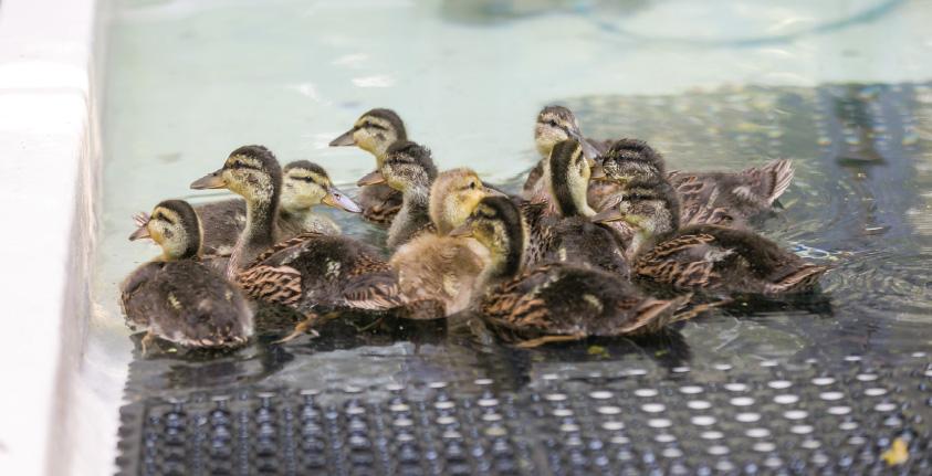 Ducklings sit in a large container with water at the rescue centre