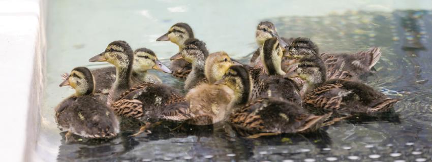 10 ducklings sit in a container with water at the animal rescue