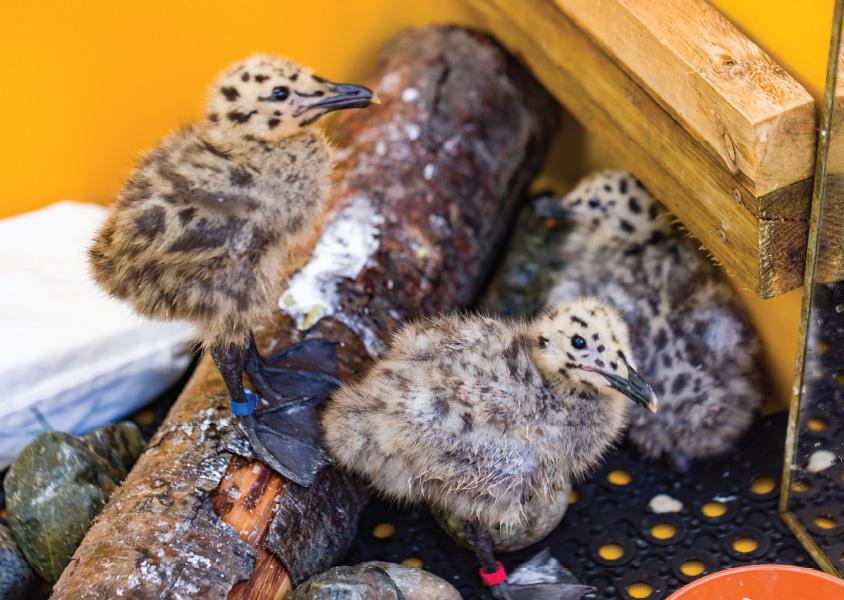 A duckling stands on a branch while two others sit beside it in the wildlife rescue