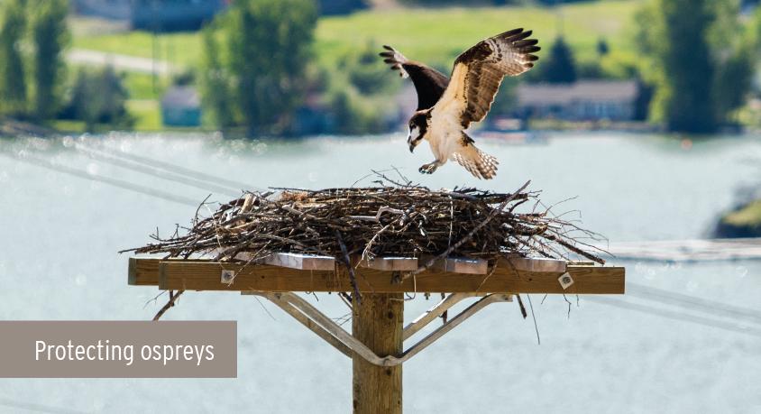 Osprey with spread wings lands in a nest on top of a nesting platform