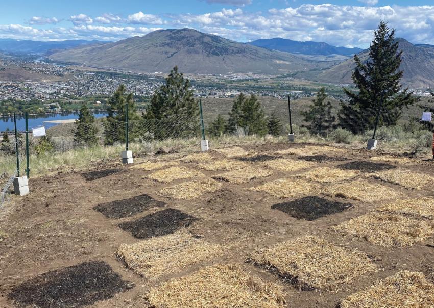 Invasive species testing plots in Kenna Cartwright Park