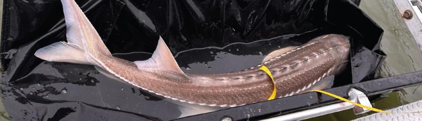 White sturgeon