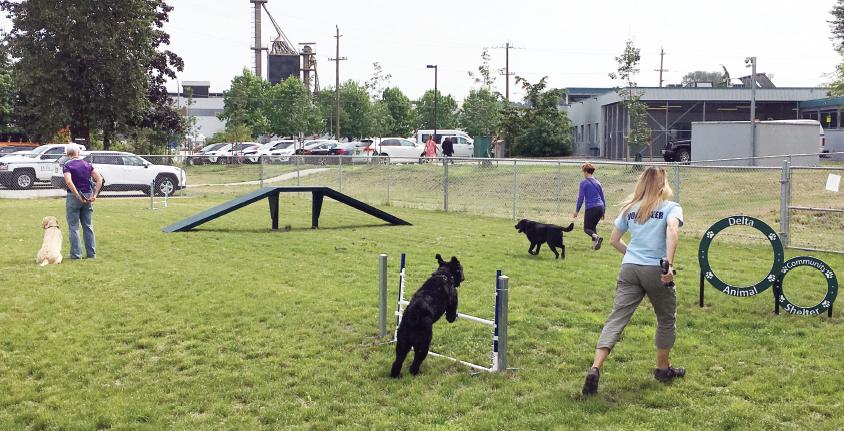 Dogs and trainers practicing agility exercises in outdoor training area