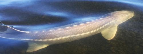 Sturgeon swims just below the surface of the water