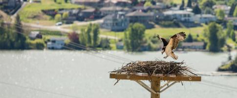 Osprey with spread wings lands in a nest on top of a nesting platform